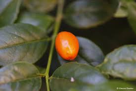 Image result for Cassinopsis ilicifolia