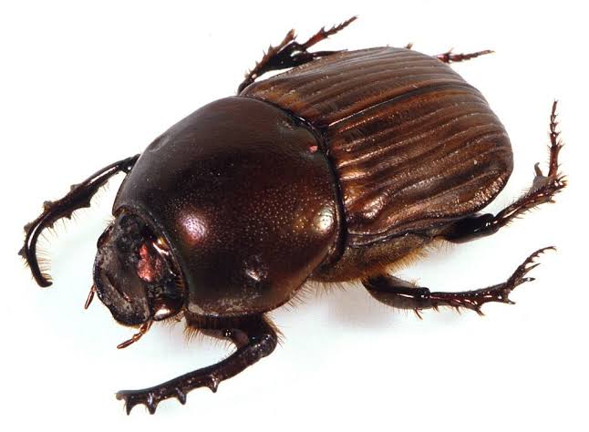 Dung beetle