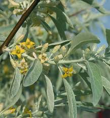#flower photos tumblr #gardens tumblr #tree tumblr #silverberry #russian olive. Elaeagnus Angustifolia Silver Berry Oleaster Russian Olive Seeds
