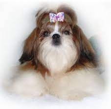 Standard, bronze, silver, gold, and platinum. Pin On Shih Tzu
