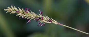 Image result for Sacciolepis indica