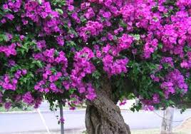 Phil Dudman Author At Gardendrum