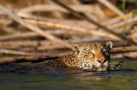 Jaguar are the largest cat in the rainforests , but they. 30 Amazon Rainforest Animals To Spot In The Wild Peru For Less