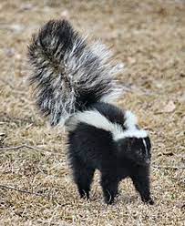 Skunk Wikipedia