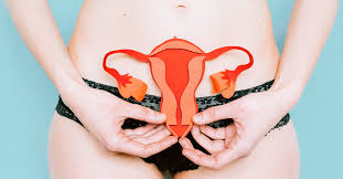 During sexual arousal, the lower part of your uterus lifts toward your belly button. Female Reproductive Organs Anatomy And Function