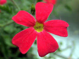 Image result for Jamesbrittenia huillana