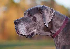 Ever since we put her in these ut supplements, we haven't had any issues since! Are Great Danes Prone To Health Problems And Issues