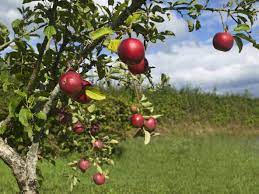 • dwarf trees tend to bear fruit sooner than their larger counterparts. Apples In Hot Climates Can You Grow Apples In Zone 8 Gardens