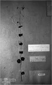 Image result for Stellaria mannii