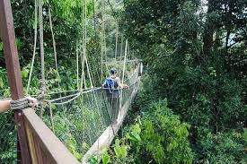 Comments by tourists about the kuala koh national park (kelantan and pahang). 4 Day Jungle Experience In Taman Negara From Kuala Lumpur 2021
