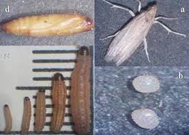 In my interview with uc riverside entomologist monique rivera, we discussed the importance of controlling both asian citrus psyllids and also argentine ants in california in order to reduce the spread of the deadly huanglongbing disease. Pests Of Stored Dates Springerlink