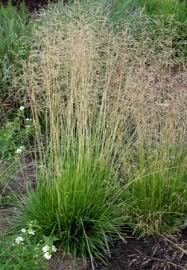Image result for Deschampsia cespitosa