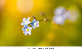 Dreamstime is the world`s largest stock photography community. Amazing Natural View Blue Flowers Under Stock Photo Edit Now 644017759