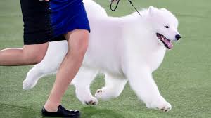 Most people brush this dog's coat when it is still wet and this tends to make the hair clump up and even irritate the skin. Striker The Samoyed Wins The Working Group Don T Lose Him In A Snowstorm The New York Times