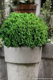 Image result for Digitaria compressa