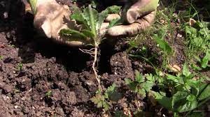 We did not find results for: Easy Weeding How To Get Rid Of Weeds In Your Vegetable Garden Youtube
