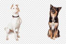 Maybe you would like to learn more about one of these? Susser Hund Tier Tierbilder Tiere Png Pngwing