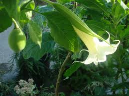 Image result for Brugmansia