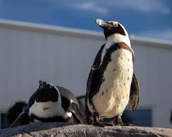 Image result for penguin