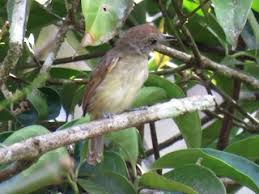 Image result for Micractis bojeri