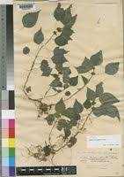 Image result for Pilea rivularis