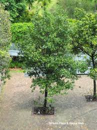 Image result for Calophyllum