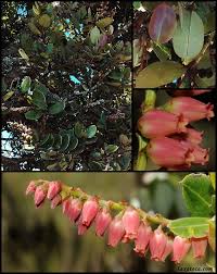 Image result for Agarista salicifolia