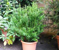 Myrtus Communis Bluhendes Barock Ludwigsburg Bluhendes Barock Ludwigsburg Marchen Garten Botanischer Garten