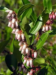 Image result for Rawsonia lucida