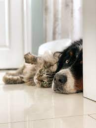 Complete Pet Care Animal Hospital - Home Facebook