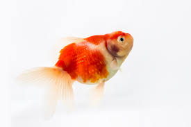 Piccole uova di pesce, sembrano tutte uguali, ma non lo sono: Capire Se Il Pesce Rosso Sta Male Una Lista Completa Dei Sintomi