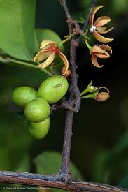 Image result for Artabotrys likimensis