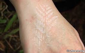 Image result for Pityrogramma argentea