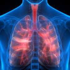 The rib cage is an important part of your body's respiratory system and it protects vital organs like the heart, lungs, stomach, and kidneys. 5 Easy Ways To Improve Your Lung Health Patient Empowerment Network