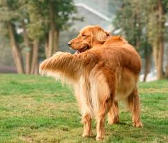 How To Read Your Dog S Body Language