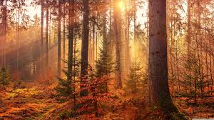 Autumn Forest Wallpaper Hd 3840x2160 Wallpaper Teahub Io Feel free to send us your own wallpaper and. teahub io
