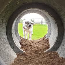 🐕 Hondenspeelweide 🐶 Elke hond beleeft hier plezier op zijn eigen manier!  🥰🐶😍 👉 Reserveer nu via www.mallys.be #speelweide #hondenweide  #snuffelen #hondenspel #roosdaal #hondenspeeltuin #blijehonden  #veiligeomheining #mallysspeelweide