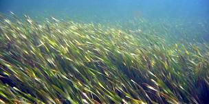 Seagrass monitoring at Currumbin Creek