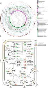 La wizz, cu maximum trei ore înainte de zbor. A Comprehensive Analysis Of The Global Human Gut Archaeome From A Thousand Genome Catalogue Biorxiv