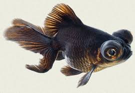 Over the past few months it's loosing color and turning golden color. Goldfish Faq Fish Care