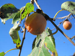 Image result for Diospyros mafiensis