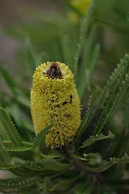 Image result for Banksia attenuata