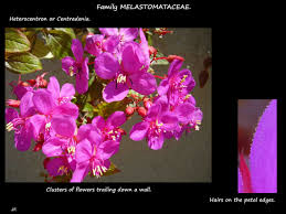 Image result for Heterocentron