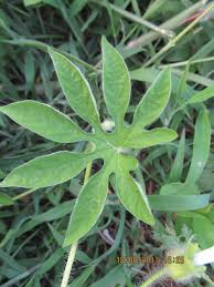 Image result for Ipomoea pes-tigridis