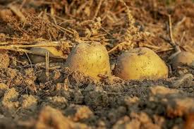 Maybe you would like to learn more about one of these? Top Common Problems Growing Potato And How To Fix It Ready To Diy