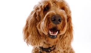Always be sure to purchase your dog from a reputable breeder. Goldendoodle Breed Information