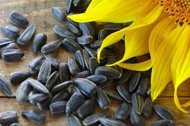All You Need To Know About Black Oil Sunflower Seeds Black Oil Sunflower Seeds Harvesting Sunflower Seeds Sunflower Seeds For Birds