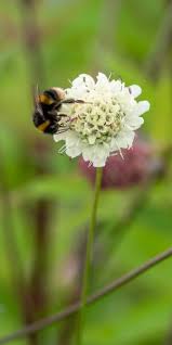 Image result for Cephalaria pungens