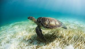 The 10 Closest Hotels To Secrets Akumal Riviera Maya