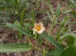 Image result for Sida spinosa